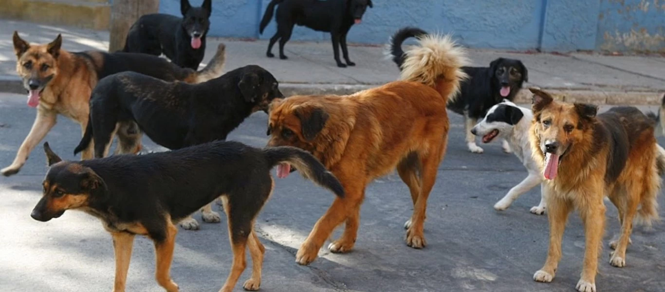 Ψάθα Βιλίων: Άγνωστος σκοτώνει αδέσποτα σκυλιά - Καταγγελία από κατοίκους της περιοχής